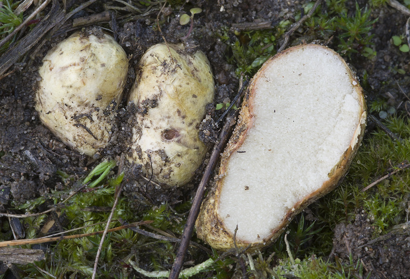 Rhizopogon vulgaris